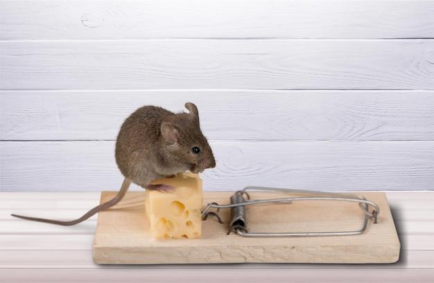 DIY mouse trap with deadly results - tutorial and assembly